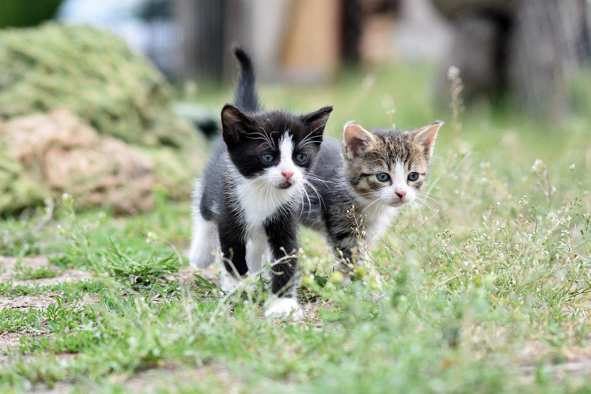 Two kittens walking in the grass